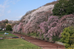 080331-sakura1.jpg