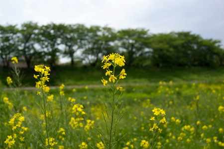 130516-nanohana.jpg