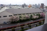 120421-sakura.jpg