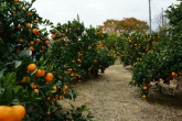 121212-mikan1.jpg