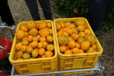 121212-mikan2.jpg